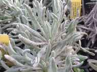 Lavandula lanata (4