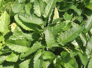 Stachys officinalis (4
