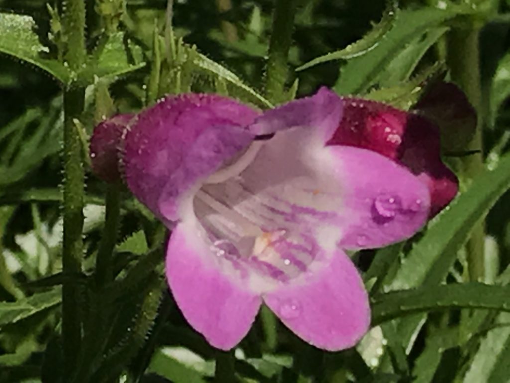 Red Rocks Penstemon Penstemon x mexicali 'Red Rocks' (1 qt) | Red Rocks Hybrid Beardtongue ...