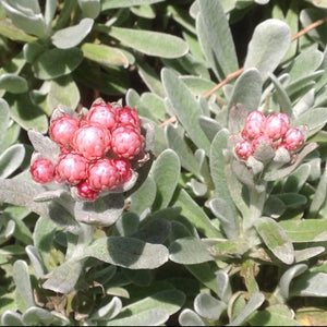Helichrysum amorginum 'Ruby Cluster' | Ruby Cluster Strawflower