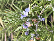 Rosmarinus officinalis 'Huntington Carpet' (4