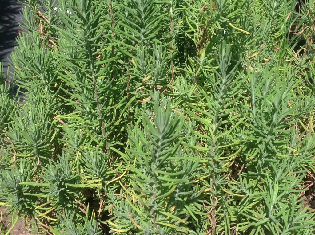 yellow lavender plants for sale Lavandula viridis (4")