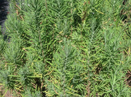 Lavandula viridis (4