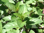 Mentha x piperita cv. 'Chocolate' (4