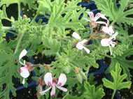Pelargonium 'Candy Dancer' (4