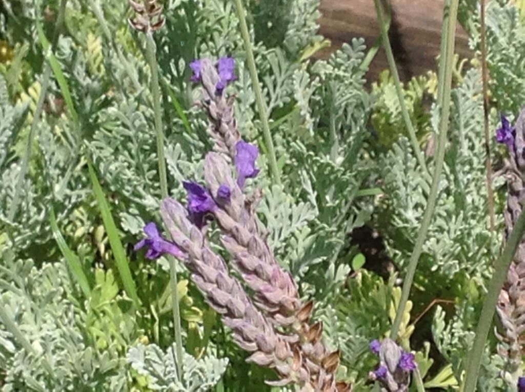 fern lavender plants Lavandula pinnata (4")