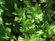 Levisticum officinale (3.5