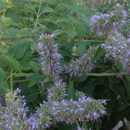 Agastache foeniculum (1 qt) | Anise Hyssop (1 qt)