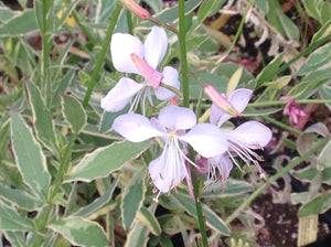 Gaura lindheimeri 'Corrie's Gold' (1 qt) | Corrie's Gold Variegated Whirling Butterflies (1 qt)