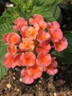 Lantana camara 'Radiation' | Radiation Bush Lantana