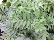 Valeriana officinalis (4