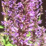 Agastache 'Purple Haze' (1 qt) | Purple Haze Hyssop (1 qt)