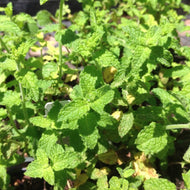 Mentha x piperita 'Strawberry' (4