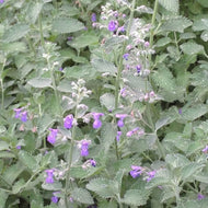 Nepeta 'Six Hills Giant' (1 qt) | Six Hills Giant Catmint (1 qt)