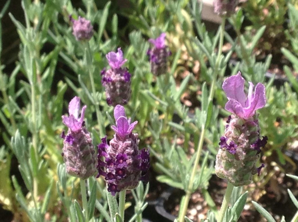 is lavender a winter plant Lavandula stoechas 'Winter Bee' (4")