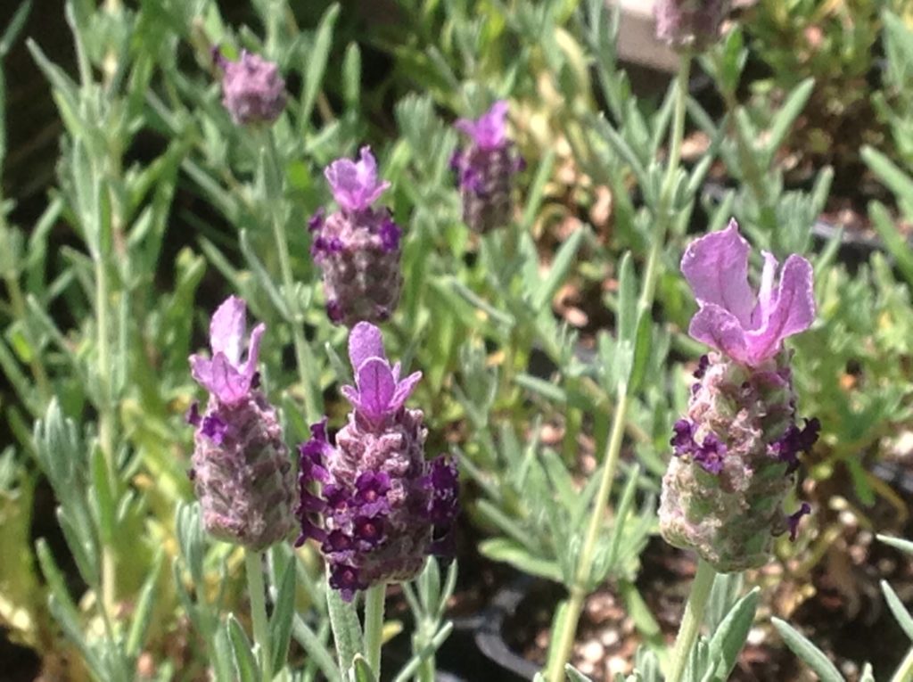 Lavandula stoechas 'Winter Bee' | Spanish Lavender Winter Bee ...