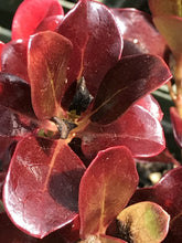 Load image into Gallery viewer, Coprosma repens &#39;Plum Hussey&#39; (1 qt) | Plum Hussey Mirror Plant (1 qt)
