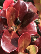 Coprosma repens 'Plum Hussey' (1 qt) | Plum Hussey Mirror Plant (1 qt)