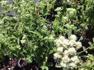Origanum onites (4