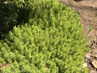 Sedum rupestre 'Angelina' (4
