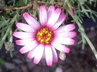 Rhodanthemum hosmariense 'Marrakech' (1 qt) | Moroccan Daisy (1 qt)