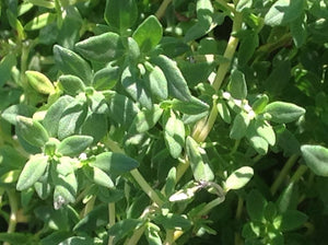 Thymus vulgaris 'French Dotwell' | French Thyme