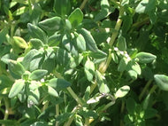 Thymus vulgaris 'French Dotwell' (4