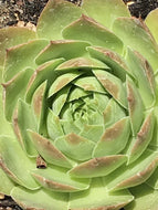 Sempervivum 'Silver King' (4
