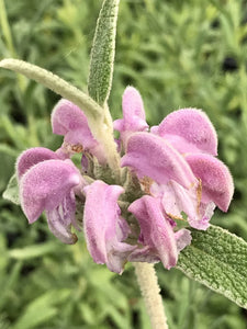 Phlomis purpurea (1 qt) | Purple Jerusalem Sage (1 qt)