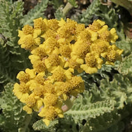 Achillea 'Little Moonshine' (1 qt) | Little Moonshine Yarrow (1 qt)