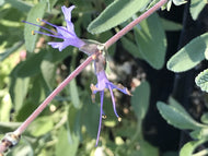 Salvia 'Bee's Bliss' (1 qt) | Bee's Bliss Creeping Sage (1 qt)