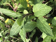 Mentha arvensis 'Thai' (4