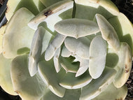 Echeveria runyonii 'Pink Edge' (4