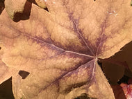 Heucherella x 'Sweet Tea' (1 qt) | Sweet Tea Foamy Bells (1 qt)