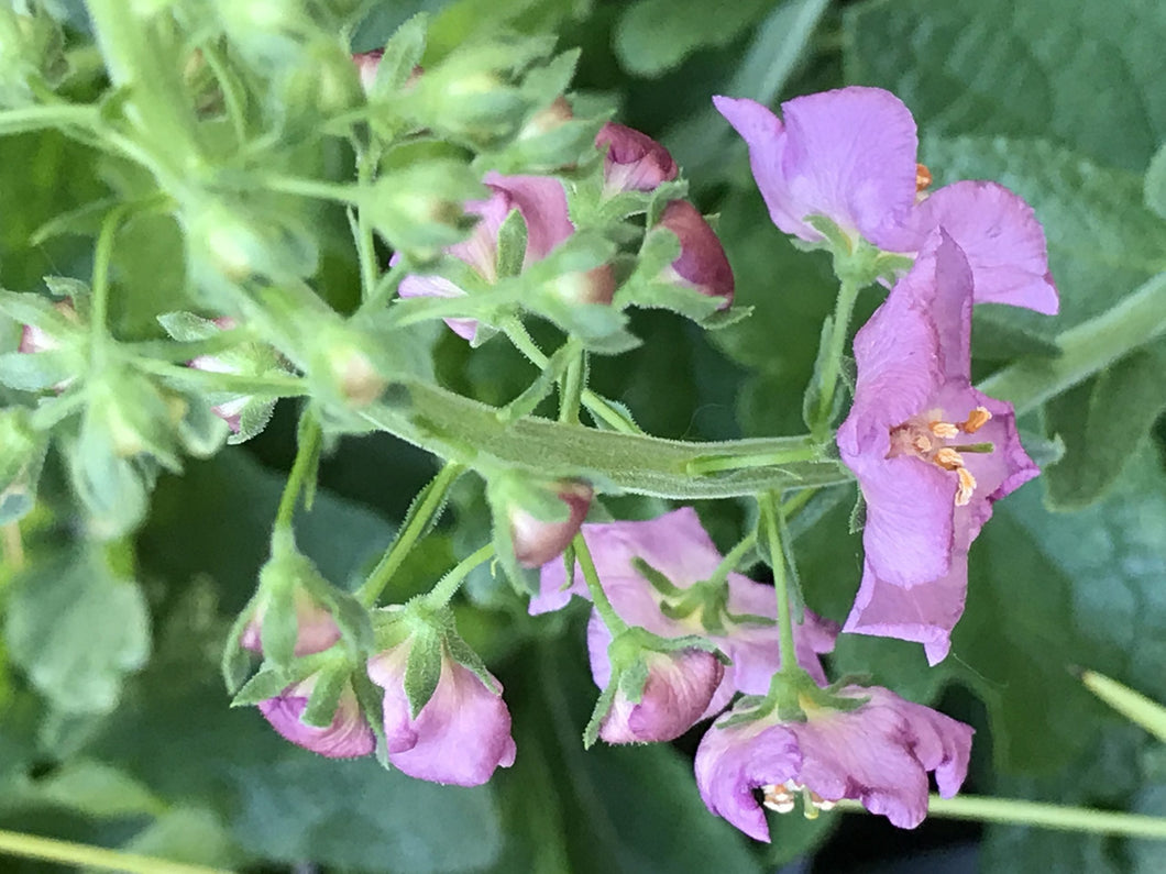 Verbascum phoeniceum 'Violetta' | Violetta Purple Mullein