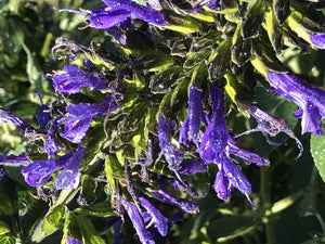 Salvia mexicana x hispanica 'Byron Flint' (1 qt) | Black Tip Mexican Sage (1 qt)