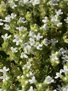 Thymus serpyllum 'Snowdrift' | Snowdrift White English Thyme