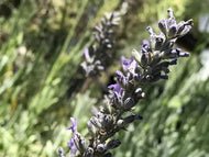 Lavandula x intermedia 'Super' (4