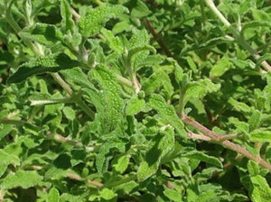 Cistus salviifolius (1 qt) | Sage Leaf Rockrose (1 qt)
