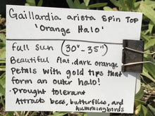 Load image into Gallery viewer, Gaillardia aristata SpinTop &#39;Orange Halo&#39; (1 qt) | Blanket Flower (1 qt)
