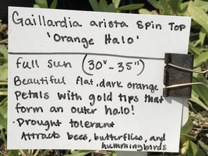 Gaillardia aristata SpinTop 'Orange Halo' (1 qt) | Blanket Flower (1 qt)