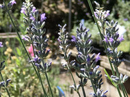Lavandula x intermedia 'Dutch' (4