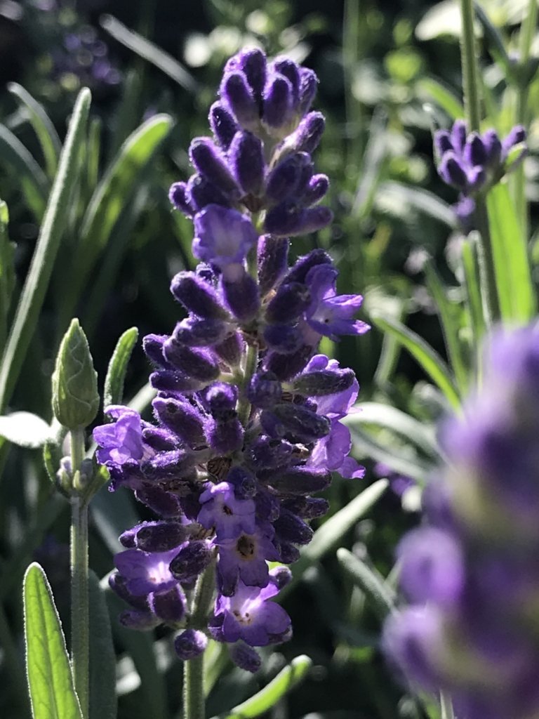 Lavandula Angustifolia Big Time Blue Big Time Blue English Lavende Morningsun Herb Farm 3183