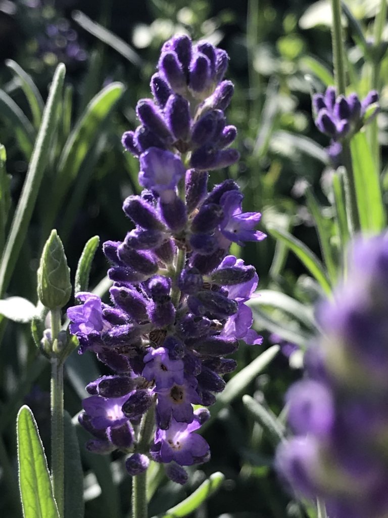 big lavender plants Lavandula angustifolia 'Big Time Blue' (4")
