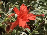 Epilobium septentrionale 'Wayne's Silver' (info) | Wayne's Silver California Fuchsia (info)