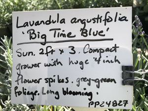 Lavandula angustifolia 'Big Time Blue' | Big Time Blue English Lavender
