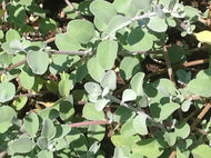 Salvia chionophylla (1 qt) | Snowflake Sage (1 qt)