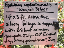 Load image into Gallery viewer, Epilobium septentrionale &#39;Wayne&#39;s Silver&#39; (1 qt) | Wayne&#39;s Silver California Fuchsia (1 qt)
