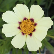 Coreopsis Big Bang 'Star Cluster' (1 qt) | 'Star Cluster' Tickseed (1 qt)