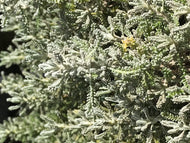 Santolina chamaecyparissus 'Nana' (1 qt) | Dwarf Lavender Cotton (1 qt)